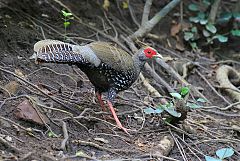 Kalij Pheasant